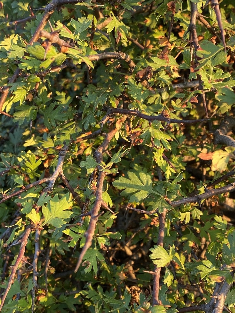 Crataegus heldreichii photo 4