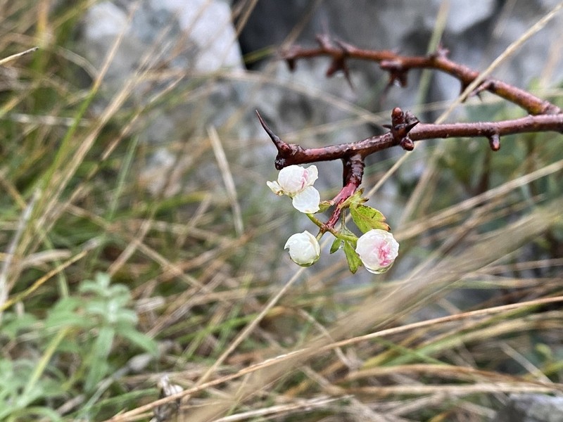 Crataegus heldreichii photo 5