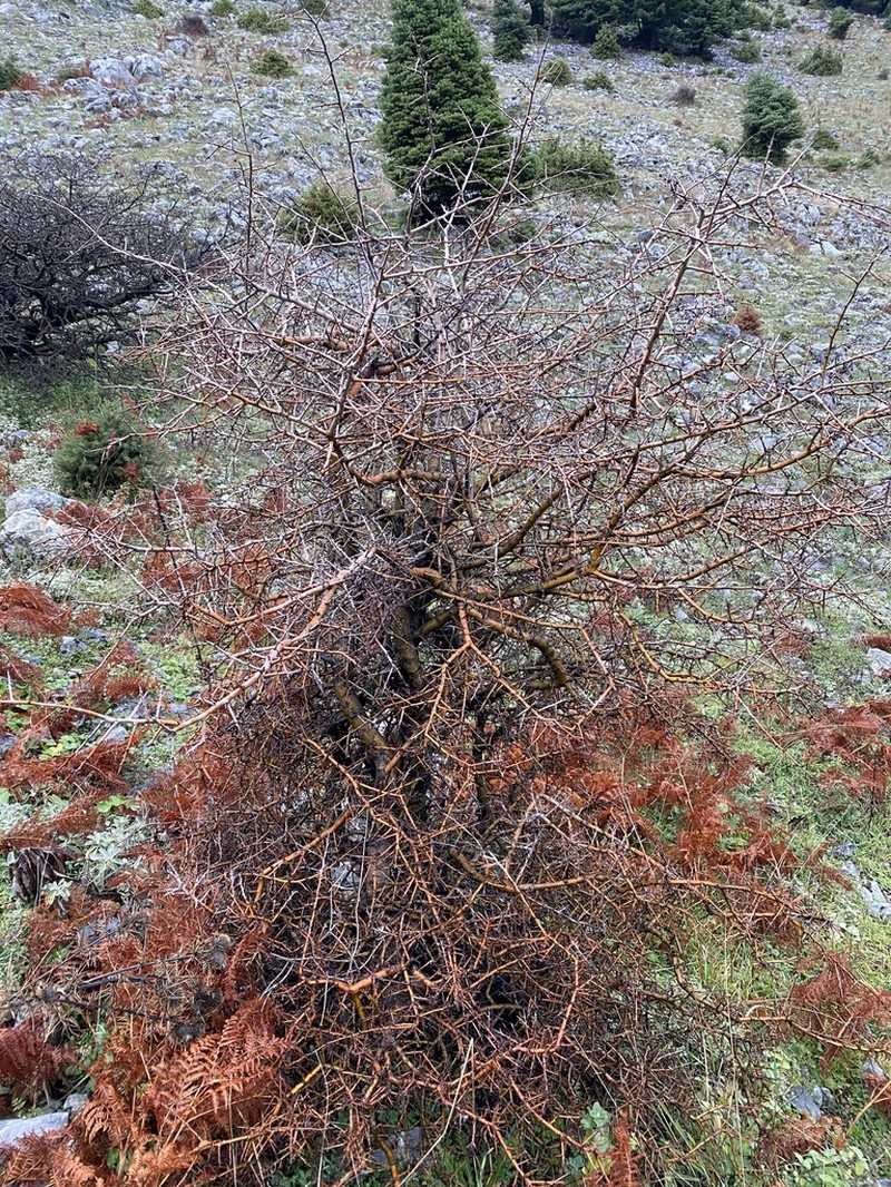 Crataegus heldreichii photo 6