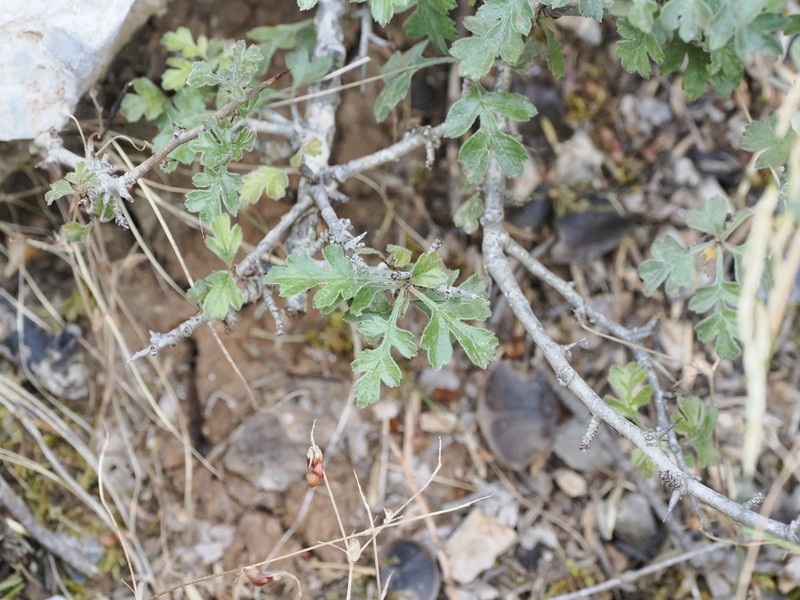 Crataegus heldreichii photo 7