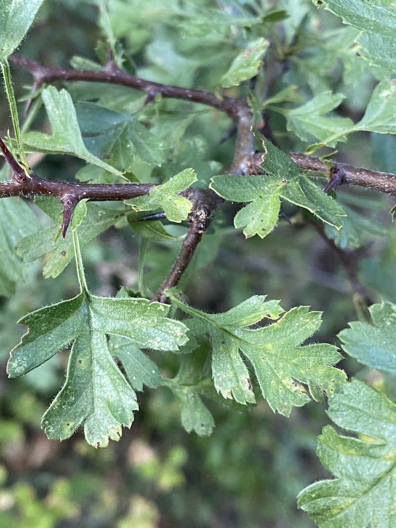 Crataegus heldreichii photo 8