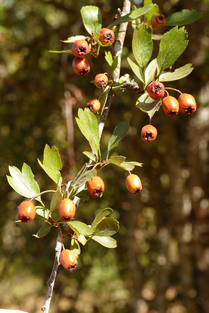 Crataegus heterophylla