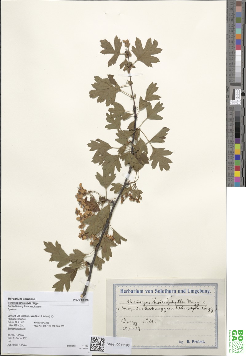Crataegus heterophylla photo 3