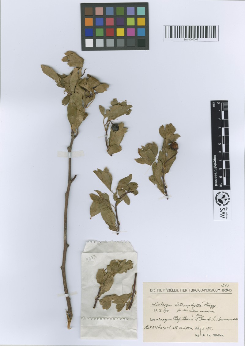 Crataegus heterophylla photo 4