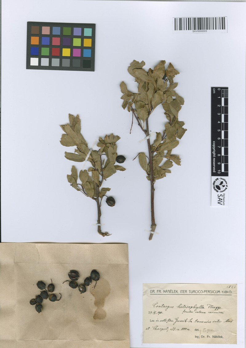 Crataegus heterophylla photo 5