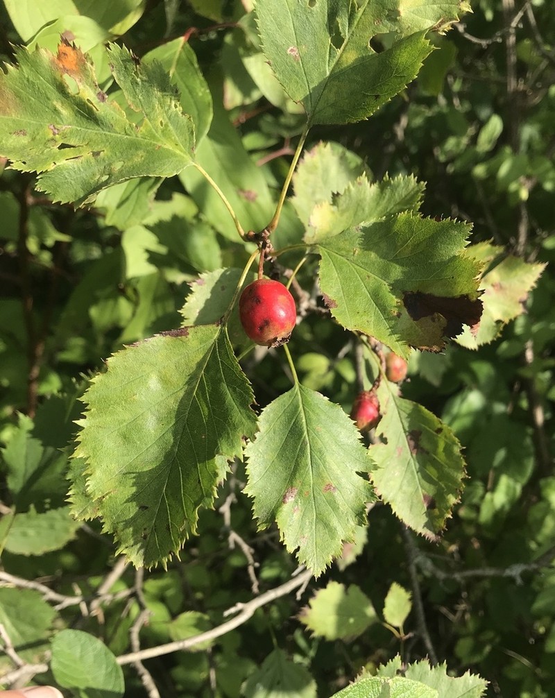 Holmes' Hawthorn