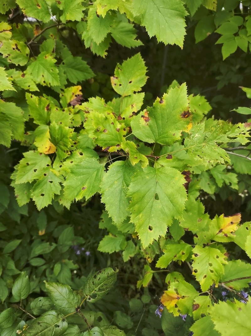 Holmes' Hawthorn photo 2