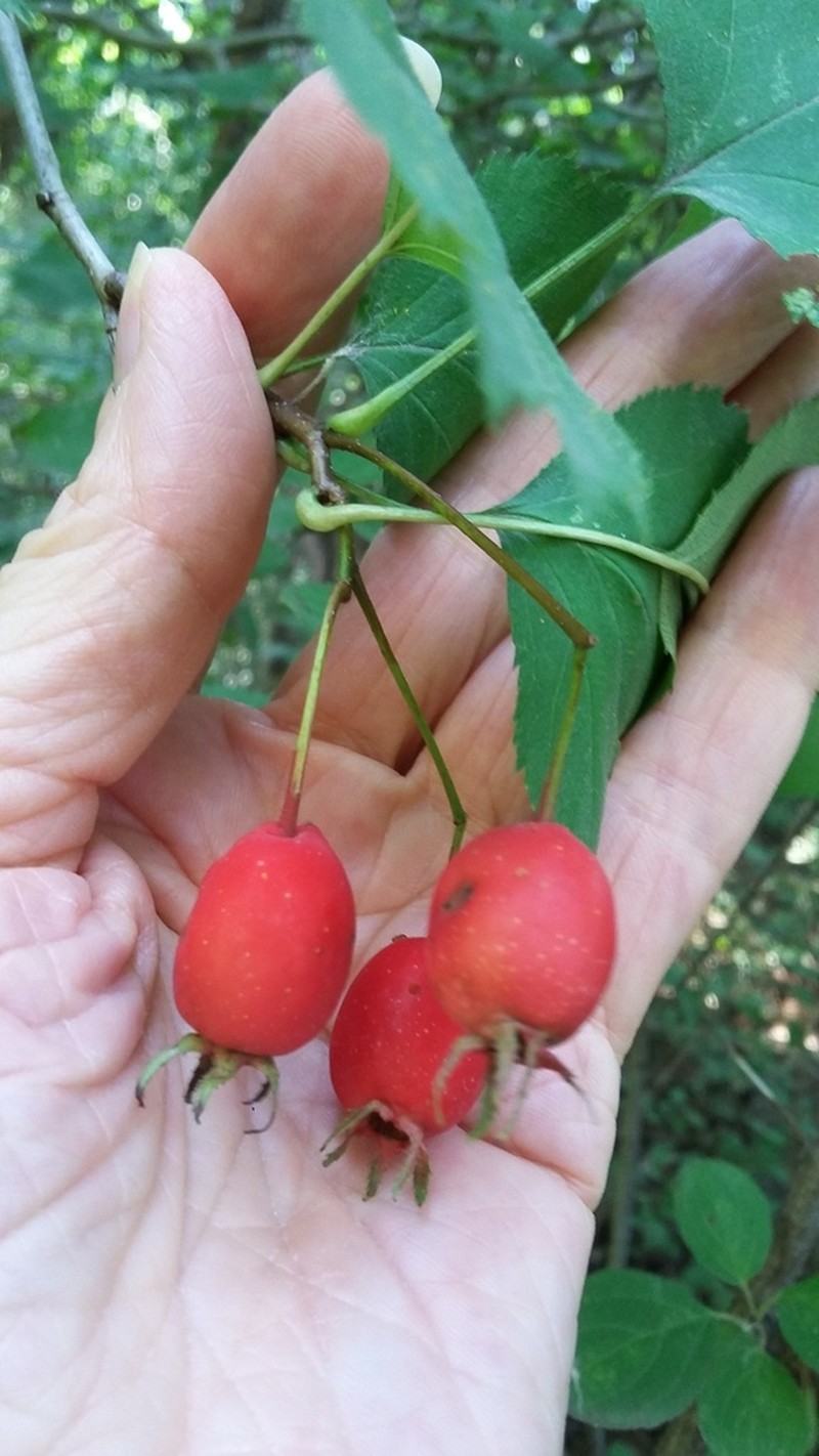 Holmes' Hawthorn photo 3