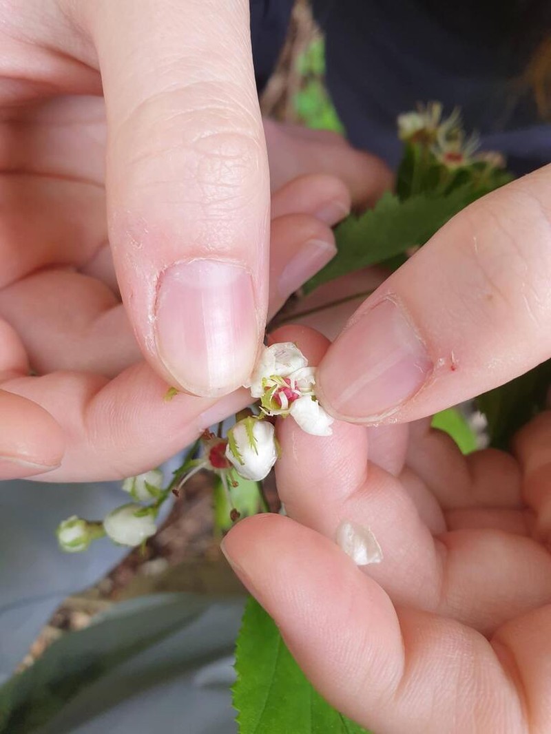 Holmes' Hawthorn photo 4