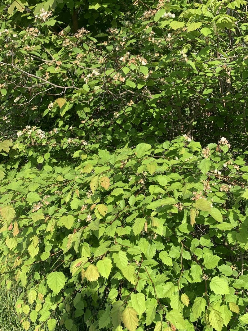 Holmes' Hawthorn photo 5