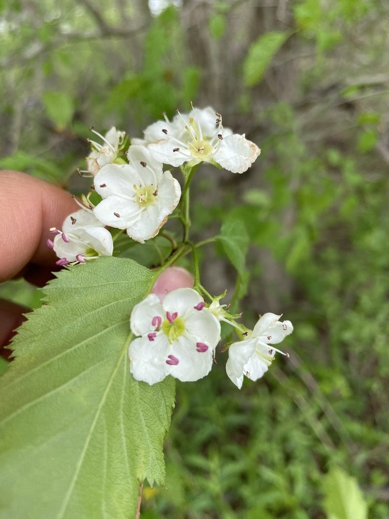 Holmes' Hawthorn photo 6