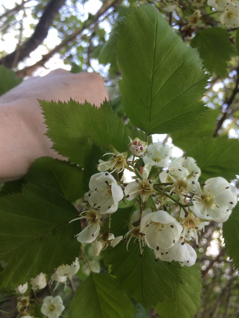 Holmes' Hawthorn photo 7