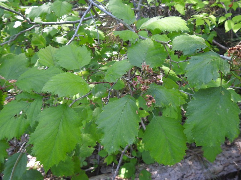 Holmes' Hawthorn photo 8