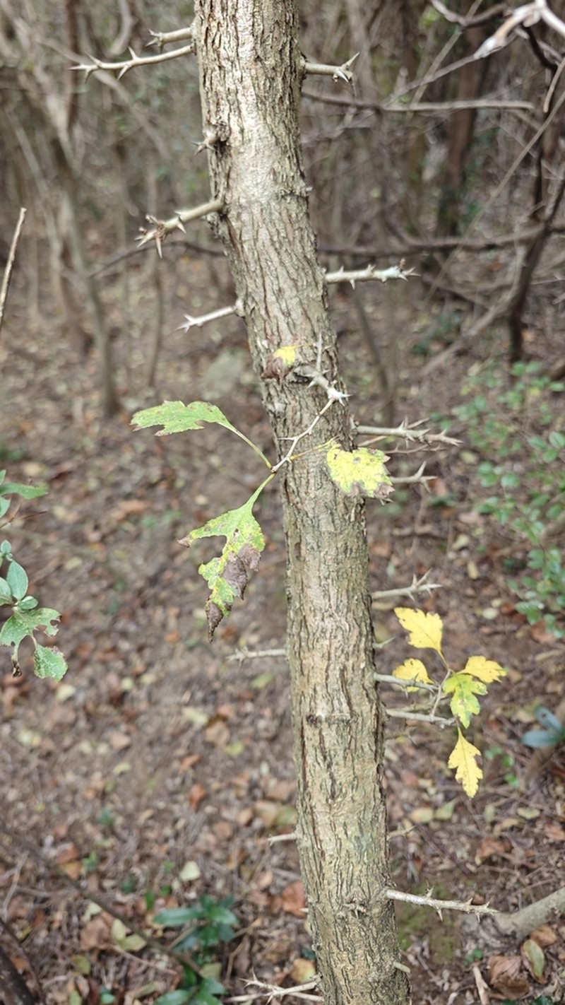 Crataegus hupehensis