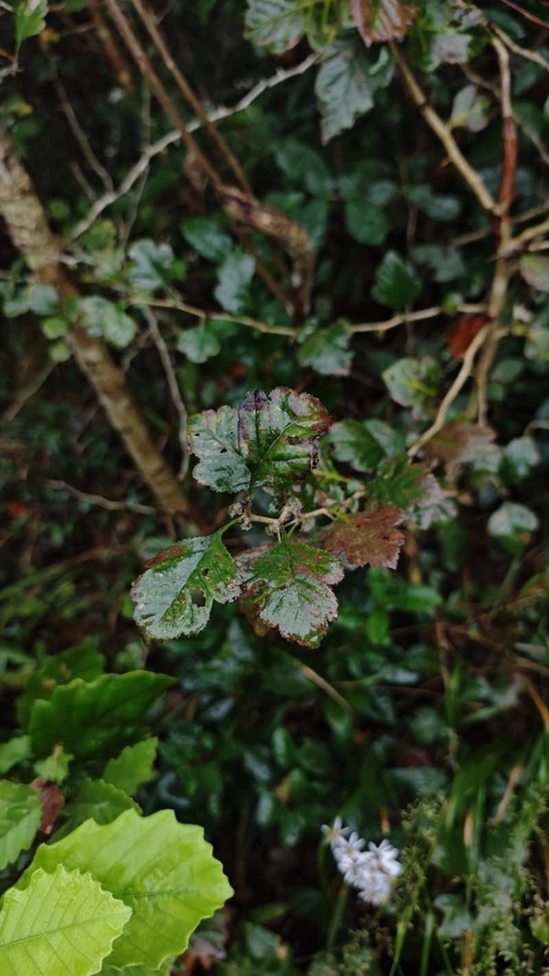 Crataegus hupehensis photo 2