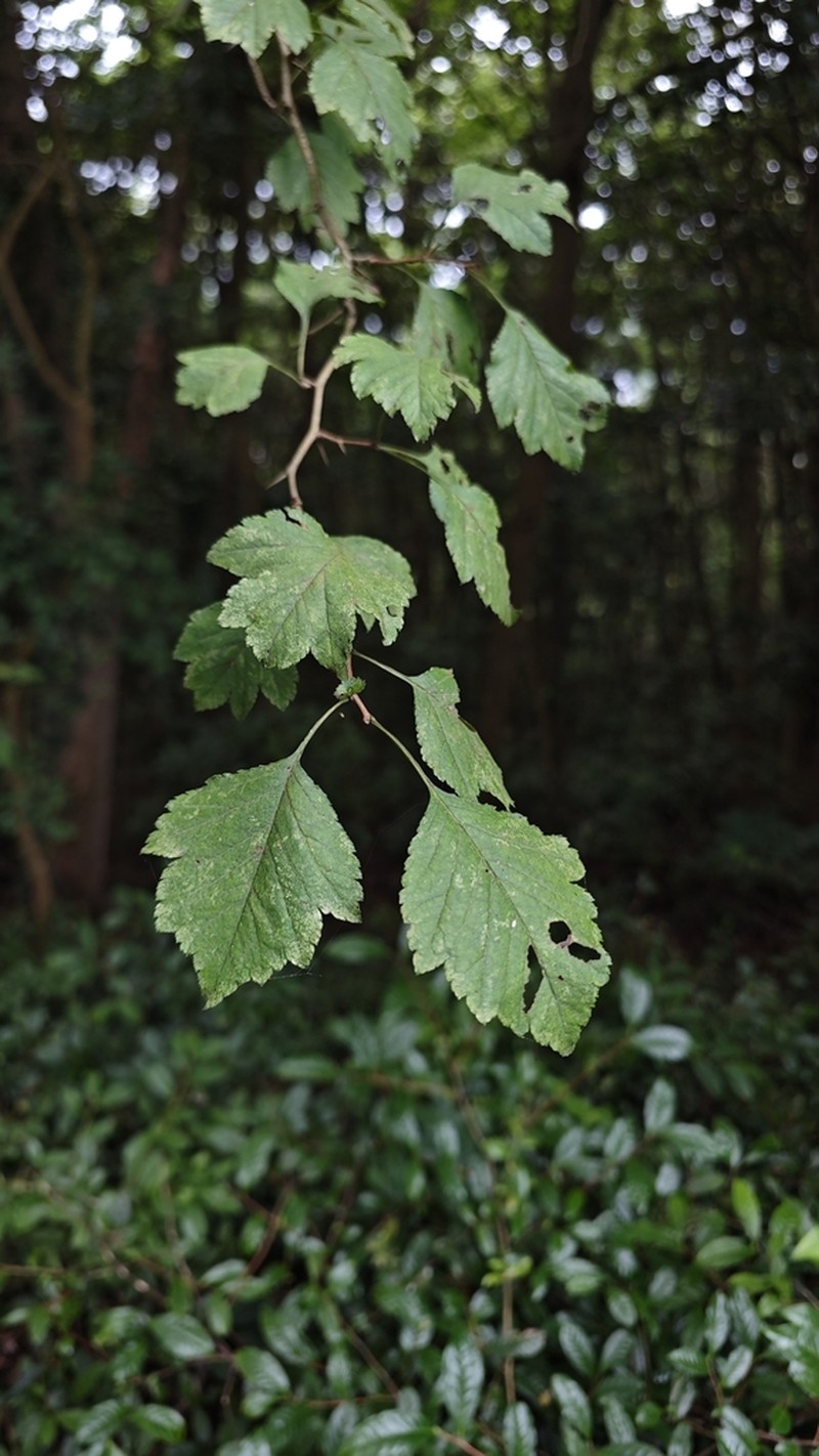 Crataegus hupehensis photo 3