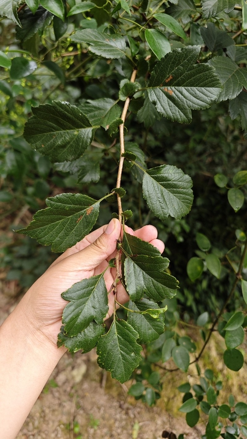 Crataegus hupehensis photo 4