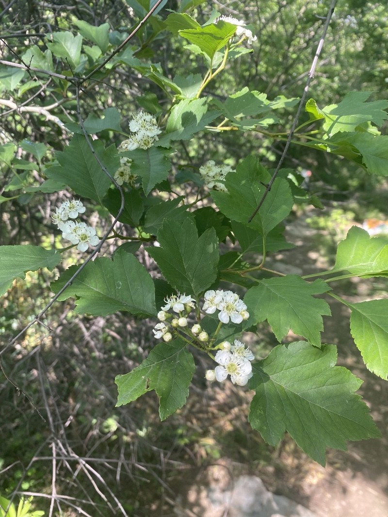 Crataegus hupehensis photo 5