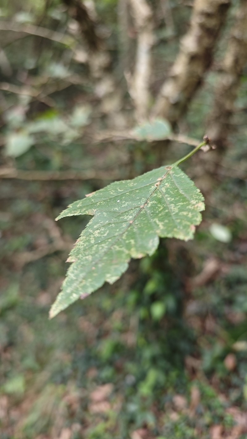 Crataegus hupehensis photo 6