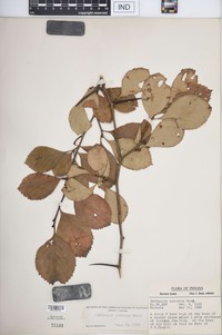 Crataegus incaedua