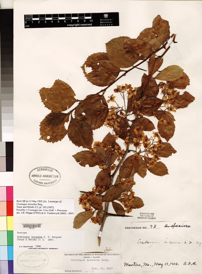 Crataegus incaedua photo 5