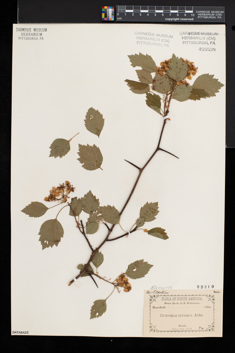 Mansfield Hawthorn