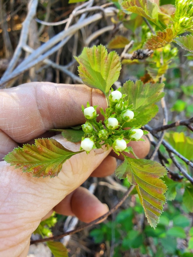 Copenhagen Hawthorn