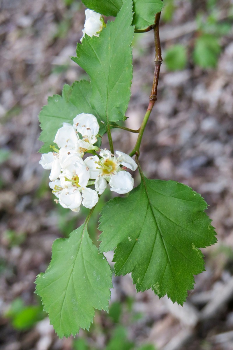 Copenhagen Hawthorn photo 2