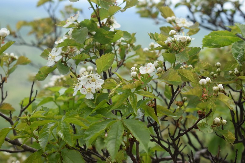 Copenhagen Hawthorn photo 3