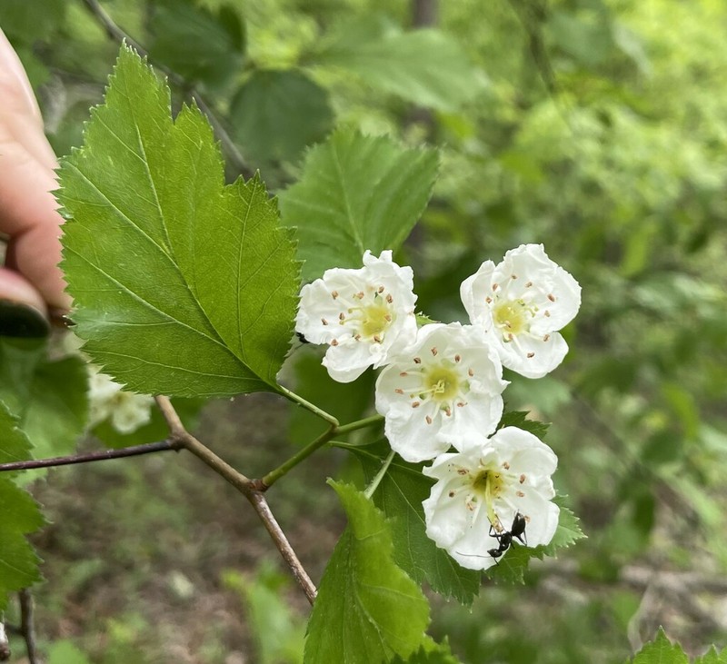 Copenhagen Hawthorn photo 4