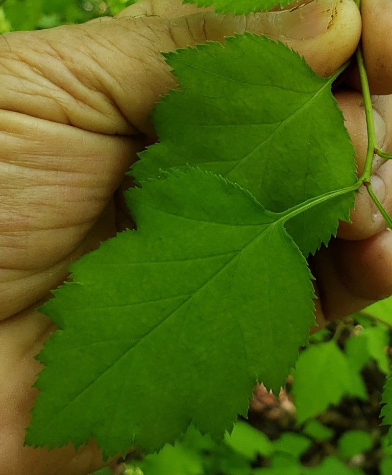 Copenhagen Hawthorn photo 5