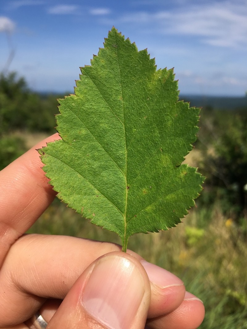 Copenhagen Hawthorn photo 7