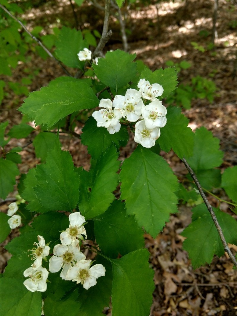 Copenhagen Hawthorn photo 8