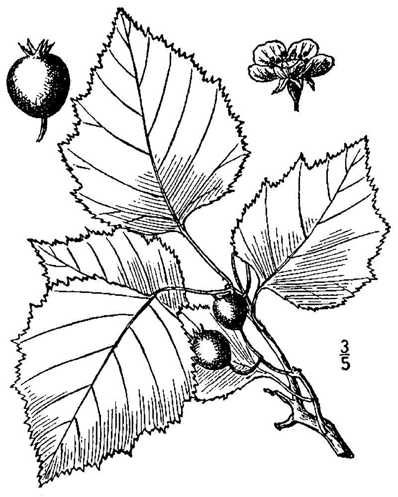 Stolonbearing Hawthorn