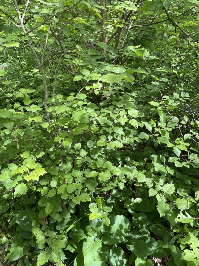 Rome Hawthorn photo 5