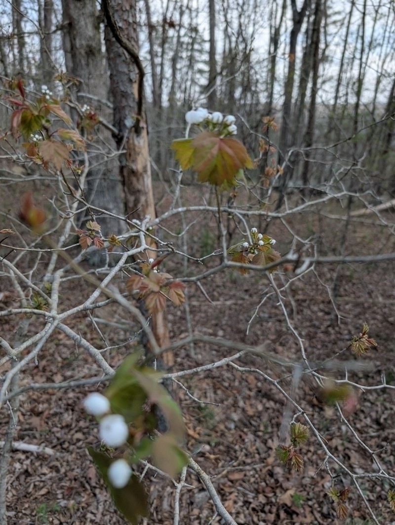 Rome Hawthorn photo 8