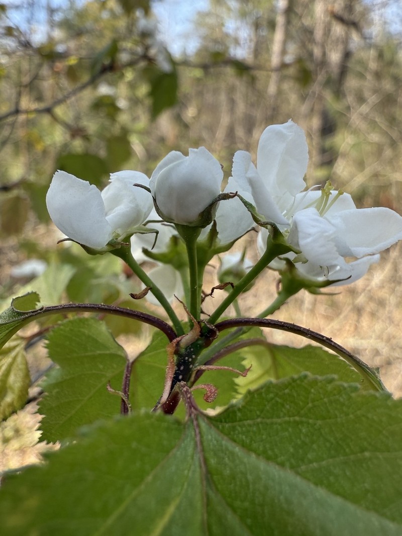 Stolonbearing Hawthorn