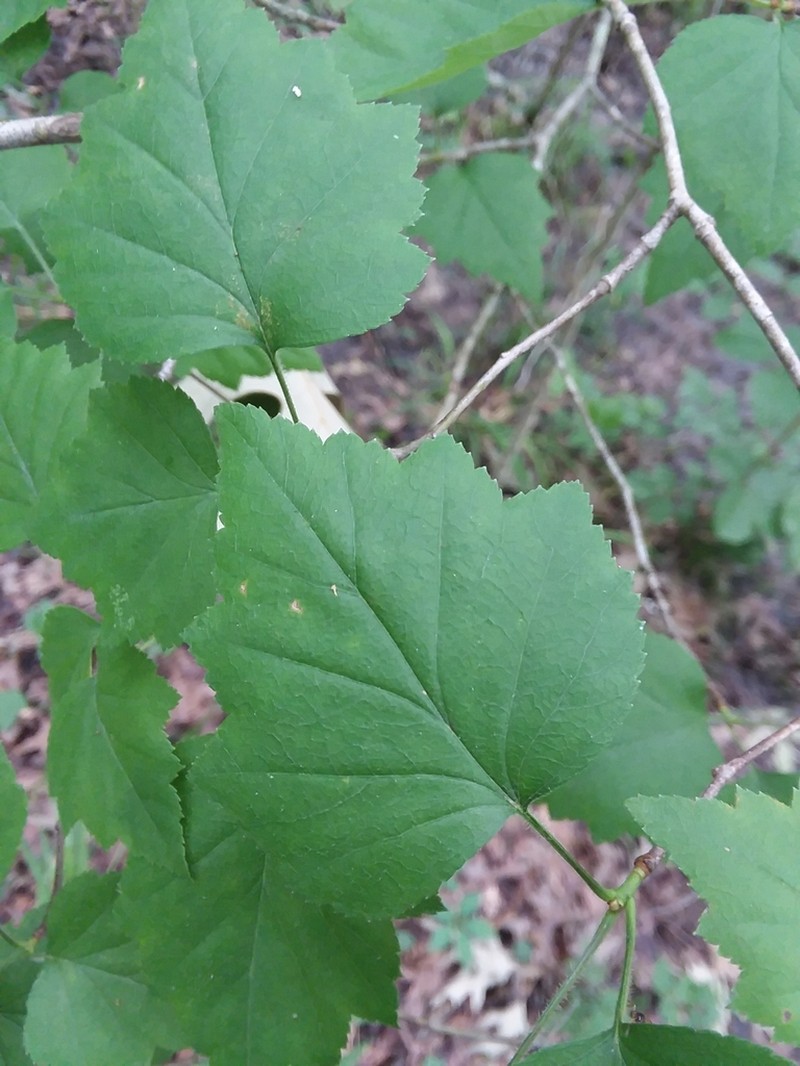Stolonbearing Hawthorn photo 2