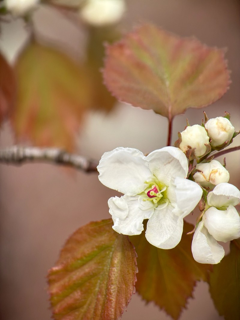 Stolonbearing Hawthorn photo 7