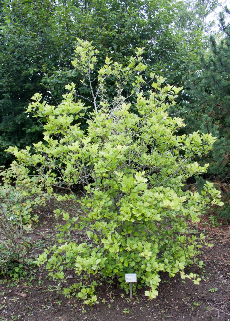 Blanchard's Hawthorn