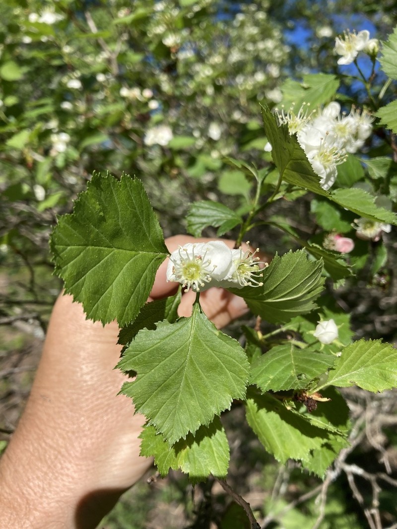 Blanchard's Hawthorn