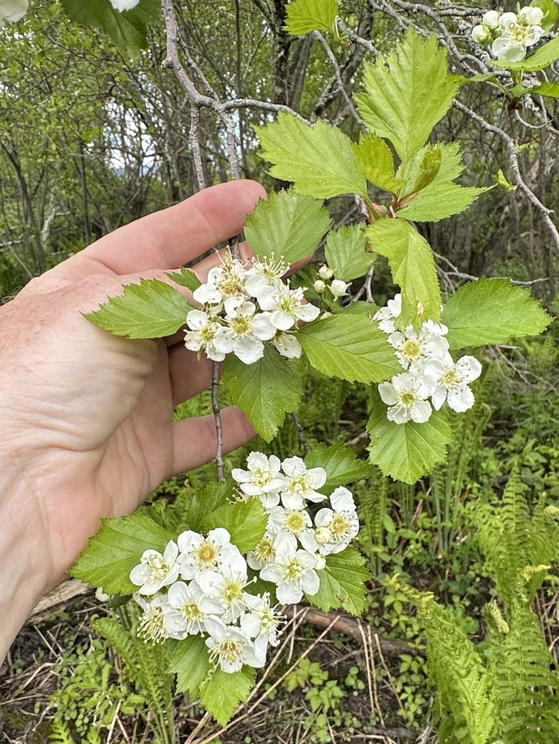 Blanchard's Hawthorn photo 3