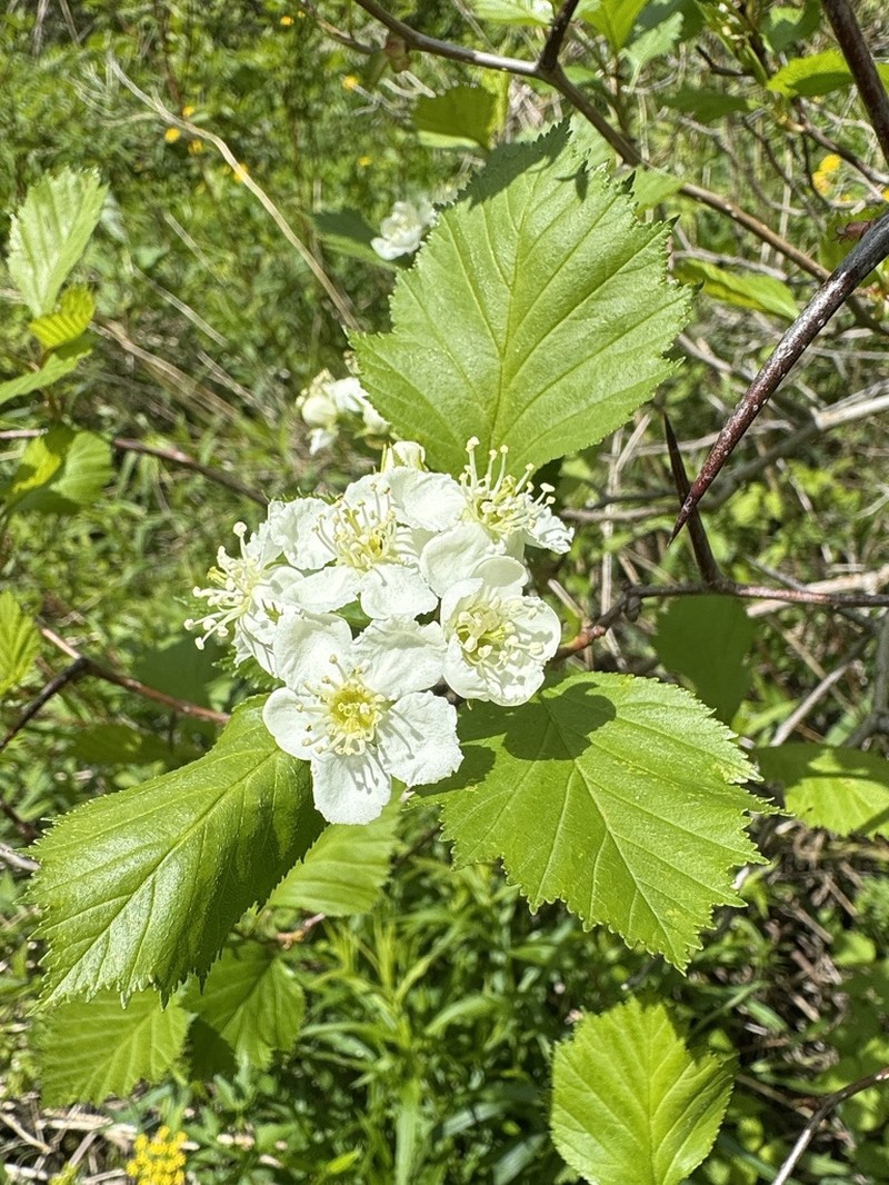 Blanchard's Hawthorn photo 4