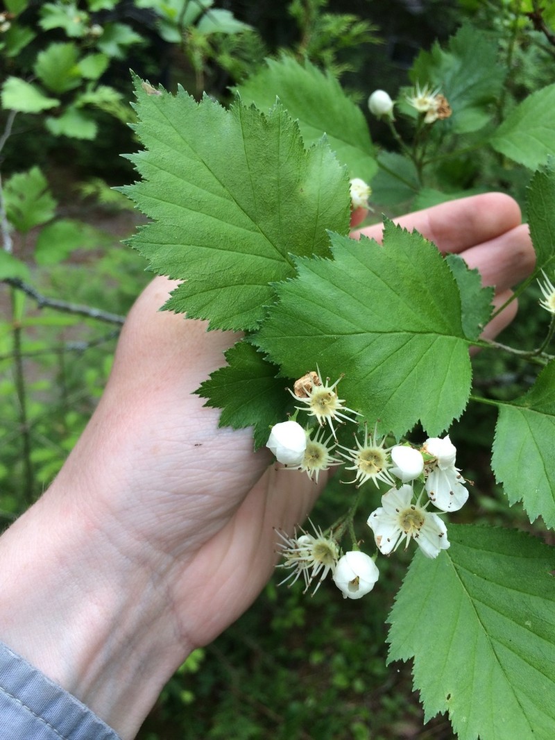 Blanchard's Hawthorn photo 5