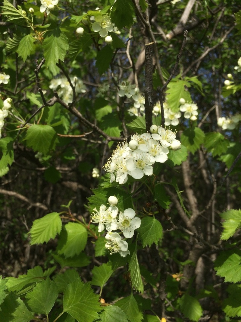 Blanchard's Hawthorn photo 6