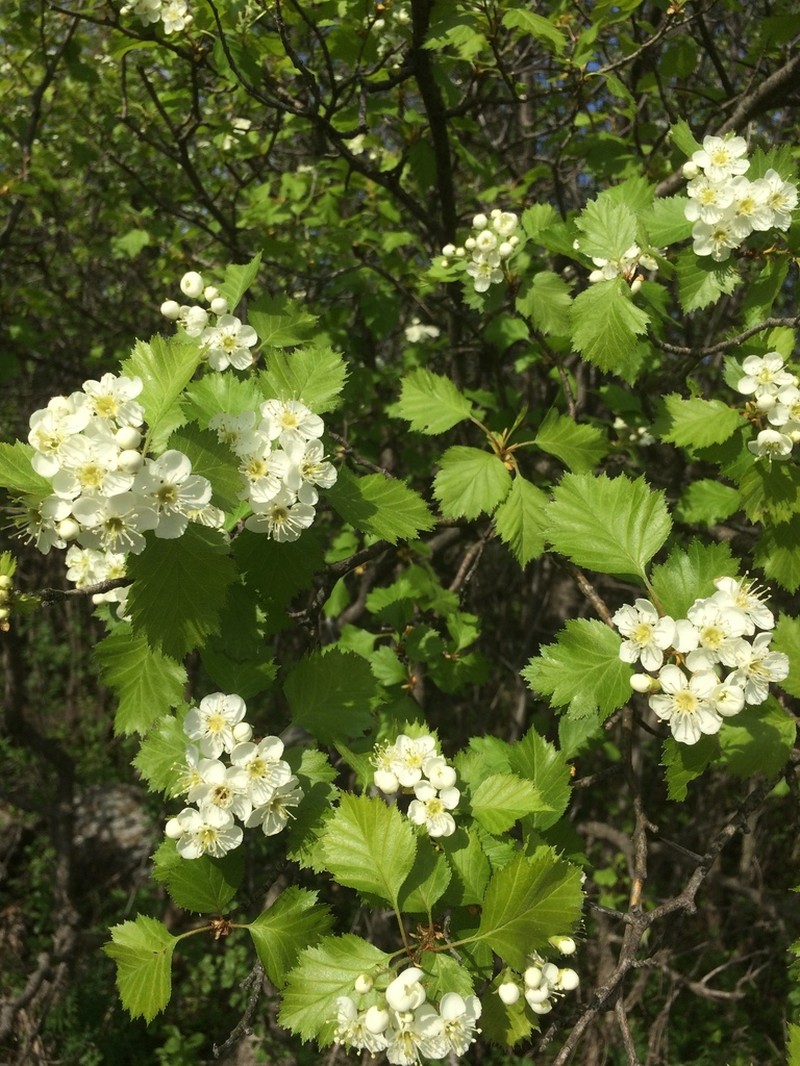 Blanchard's Hawthorn photo 7