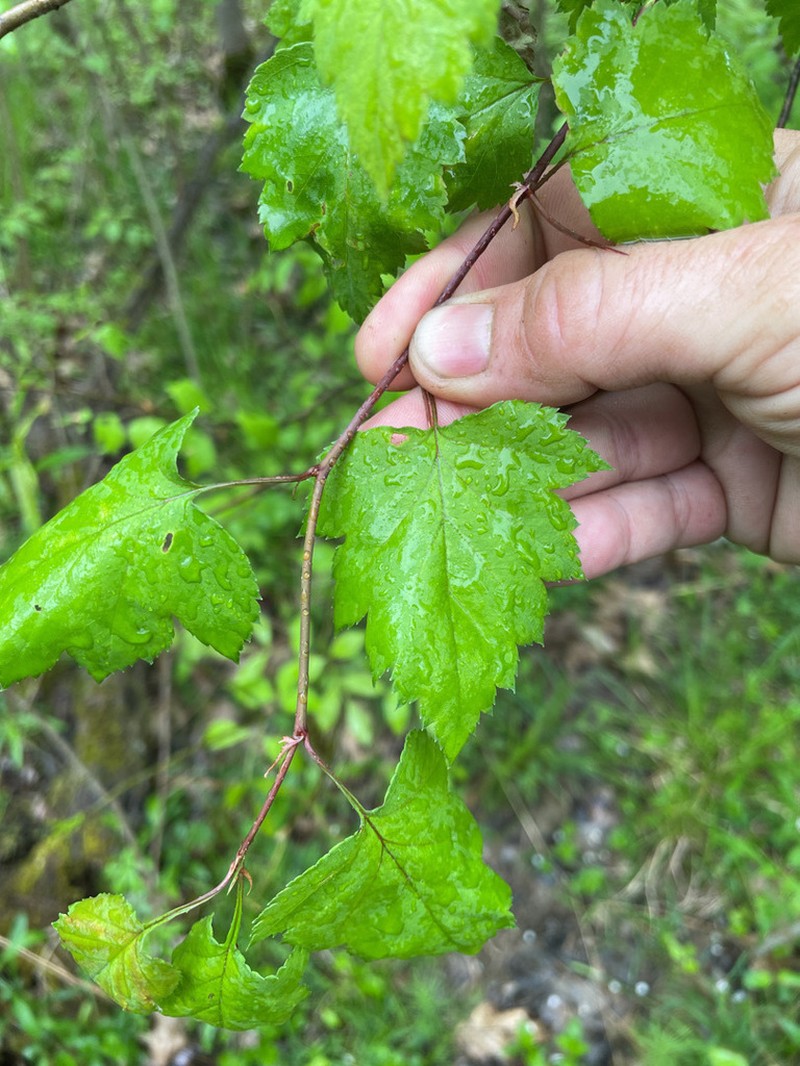 Jesup's Hawthorn