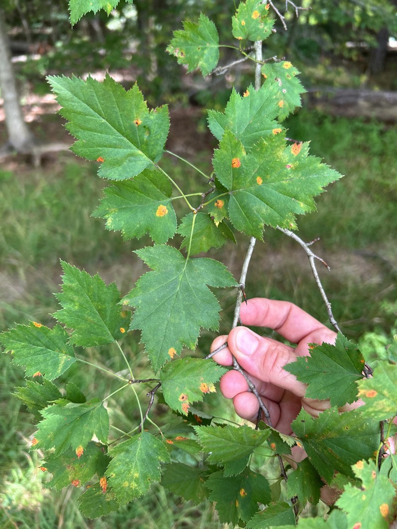 Jesup's Hawthorn photo 2