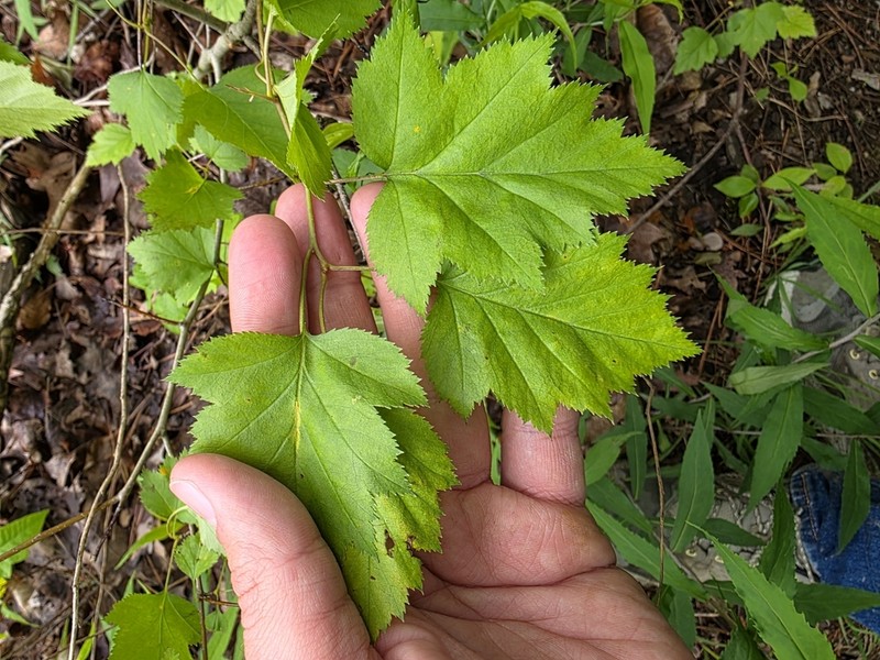 Jesup's Hawthorn photo 3