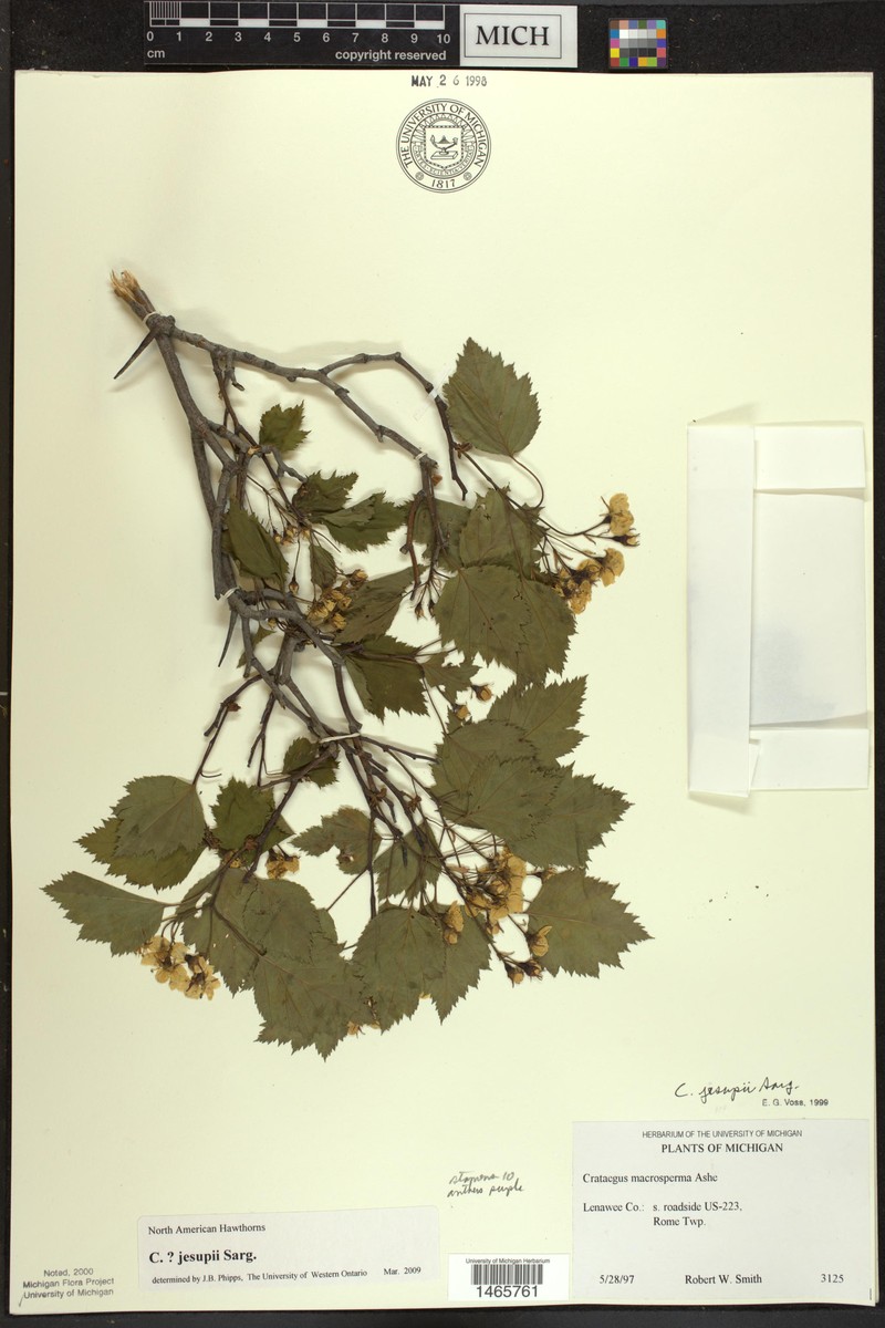 Jesup's Hawthorn photo 5